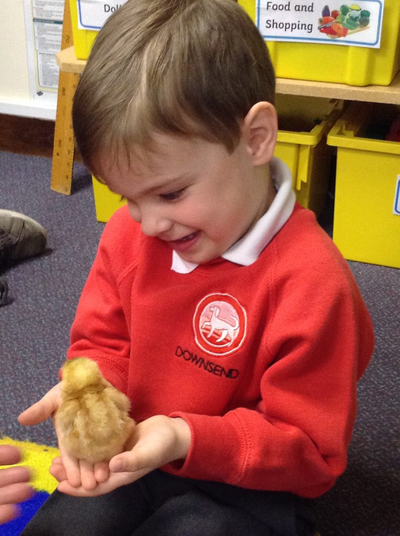 Downsend pupil shares excitement with the baby chick